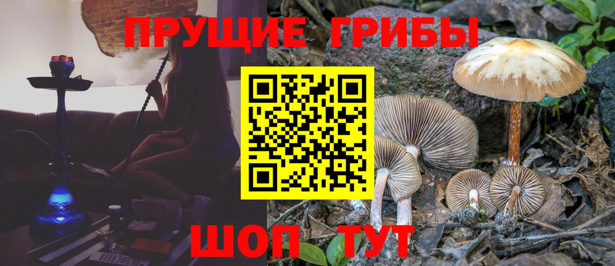 Псилоцибиновые грибы Psilocybe Стрежевой